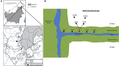 Movement of Moths Through Riparian Reserves Within Oil Palm Plantations